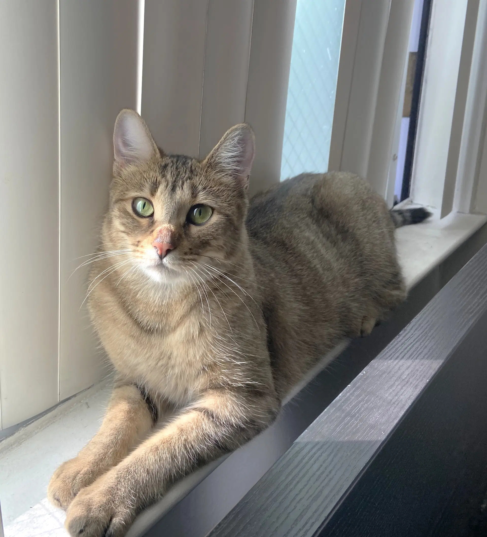 Penelope - Domestic Short Hair