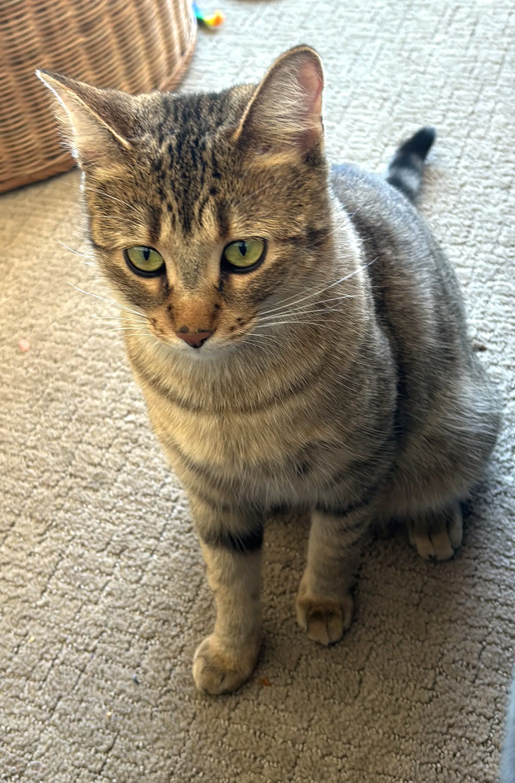 Penelope image 2