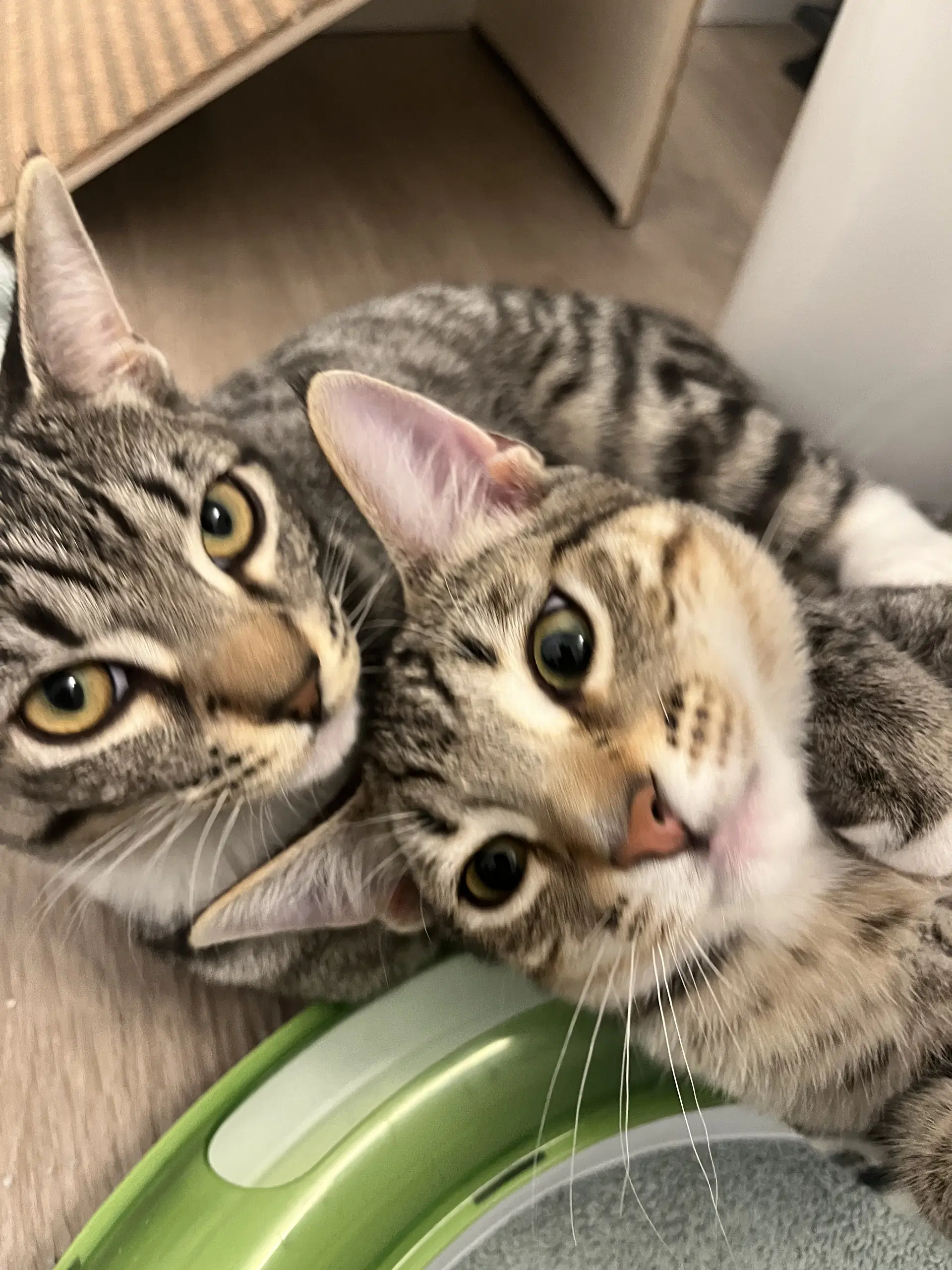Honeycrisp Bonded With Gala image 2