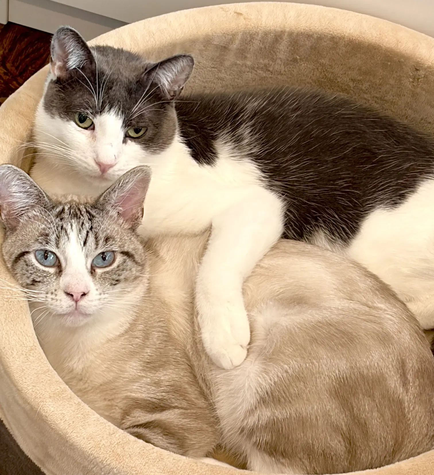 Junior Bonded With Quincy image 4