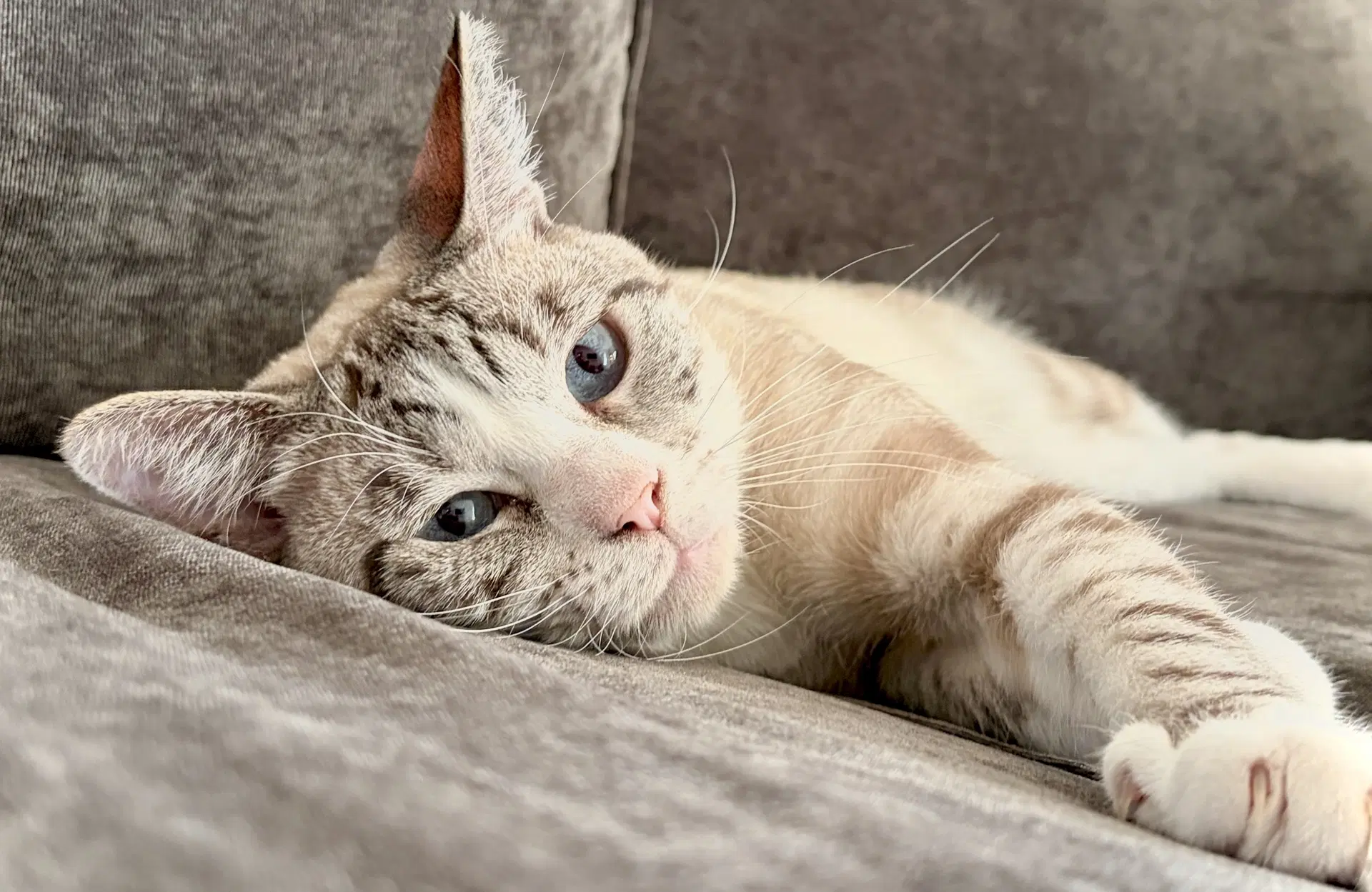 Quincy Bonded With Junior - Domestic Short Hair
