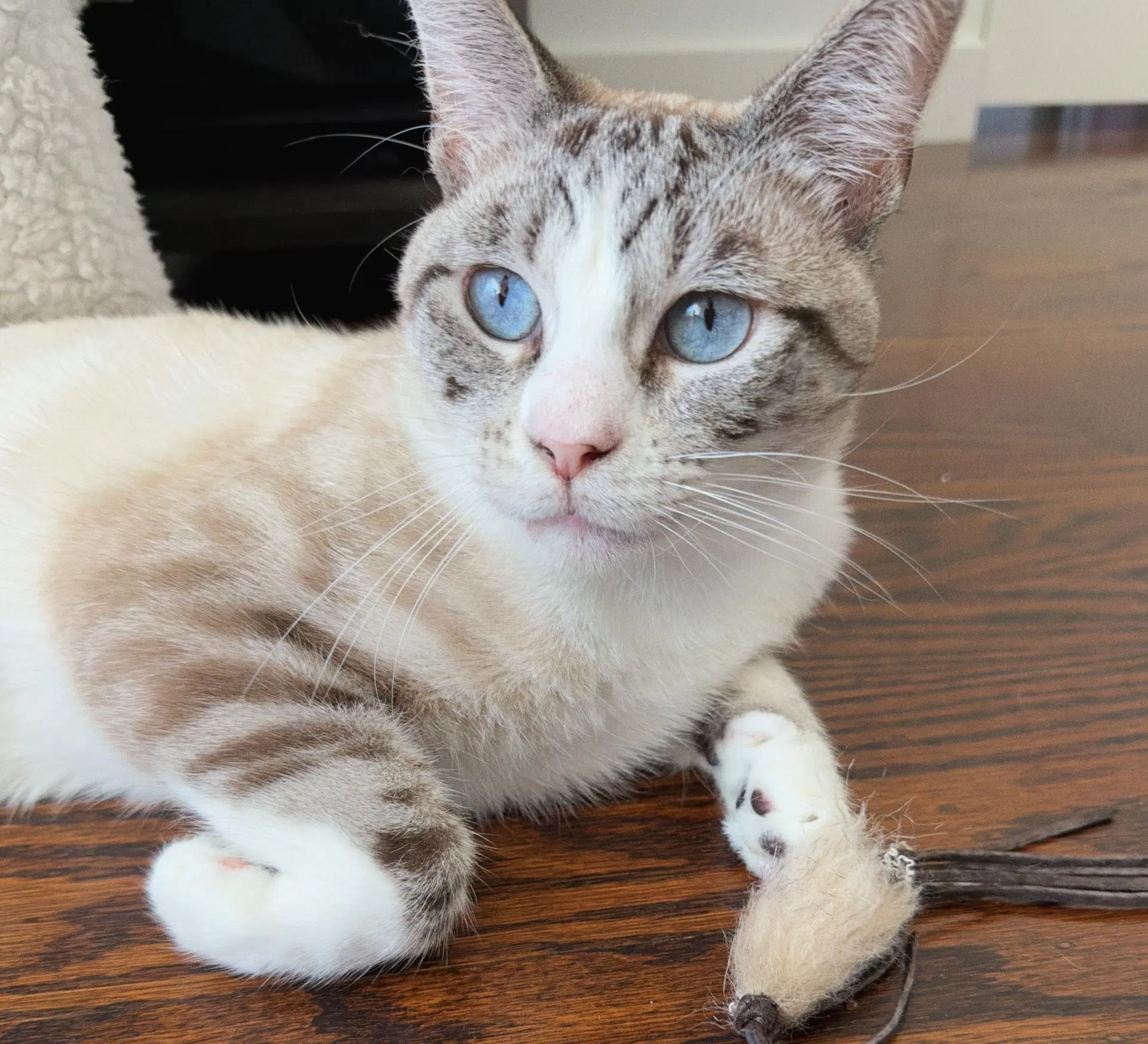 Quincy Bonded With Junior image 2