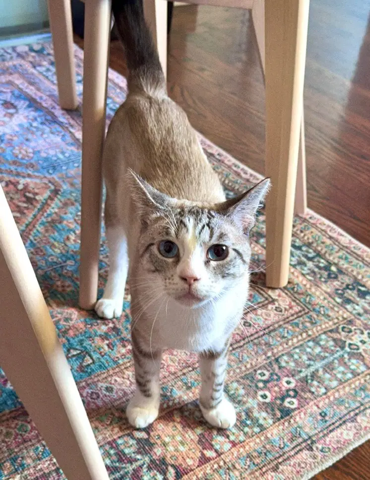 Quincy Bonded With Junior image 3