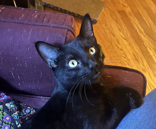 Sprocket, a cat for adoption from Cat Town
