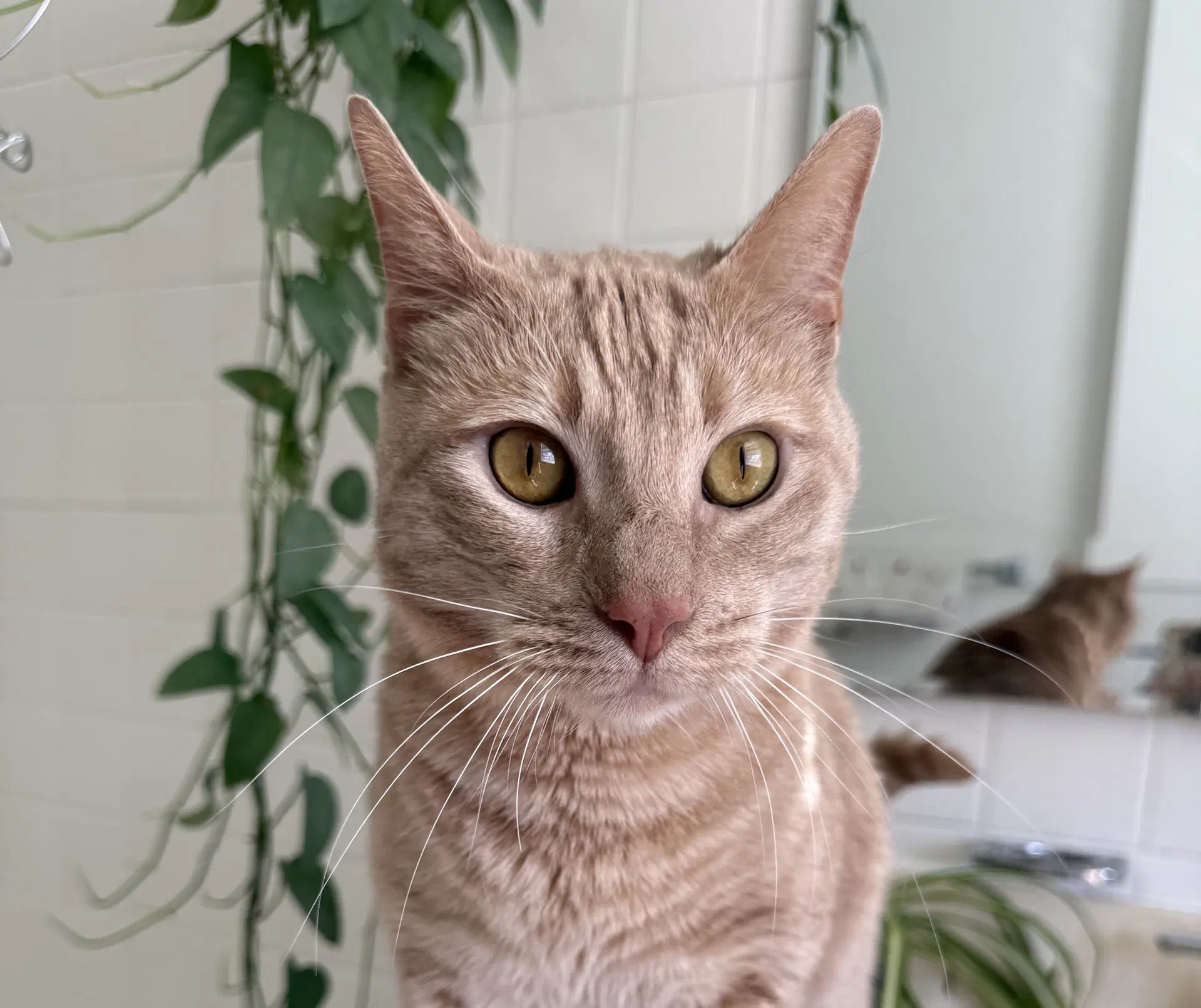 Blaze - Domestic Short Hair