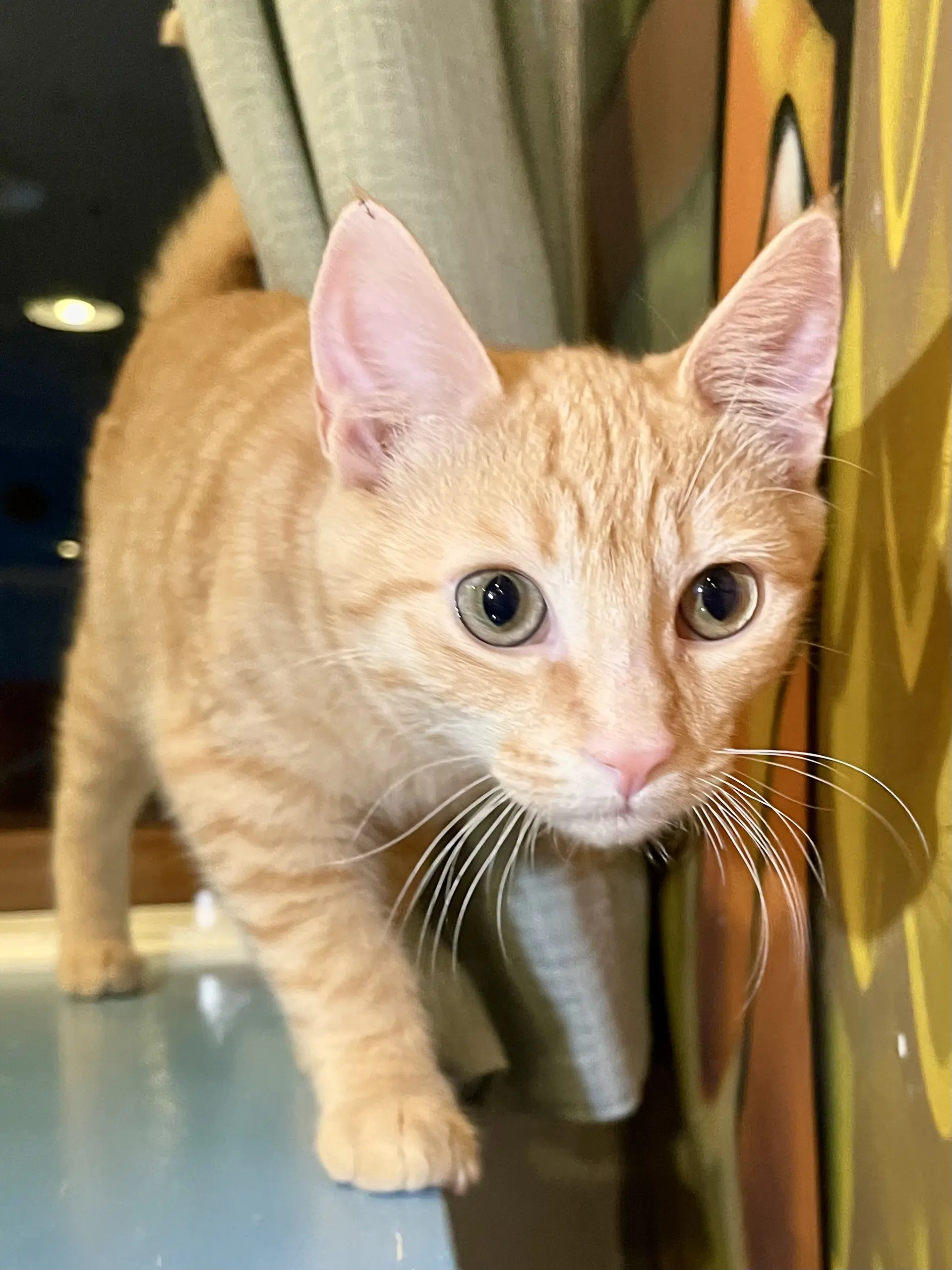 Fergus Needs To Be Adopted With Littermate - Domestic Short Hair