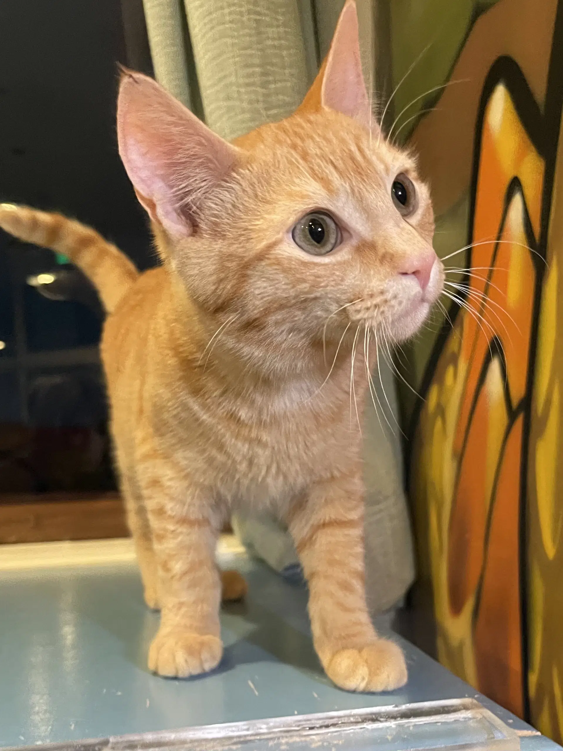 Fergus Needs To Be Adopted With Littermate image 2