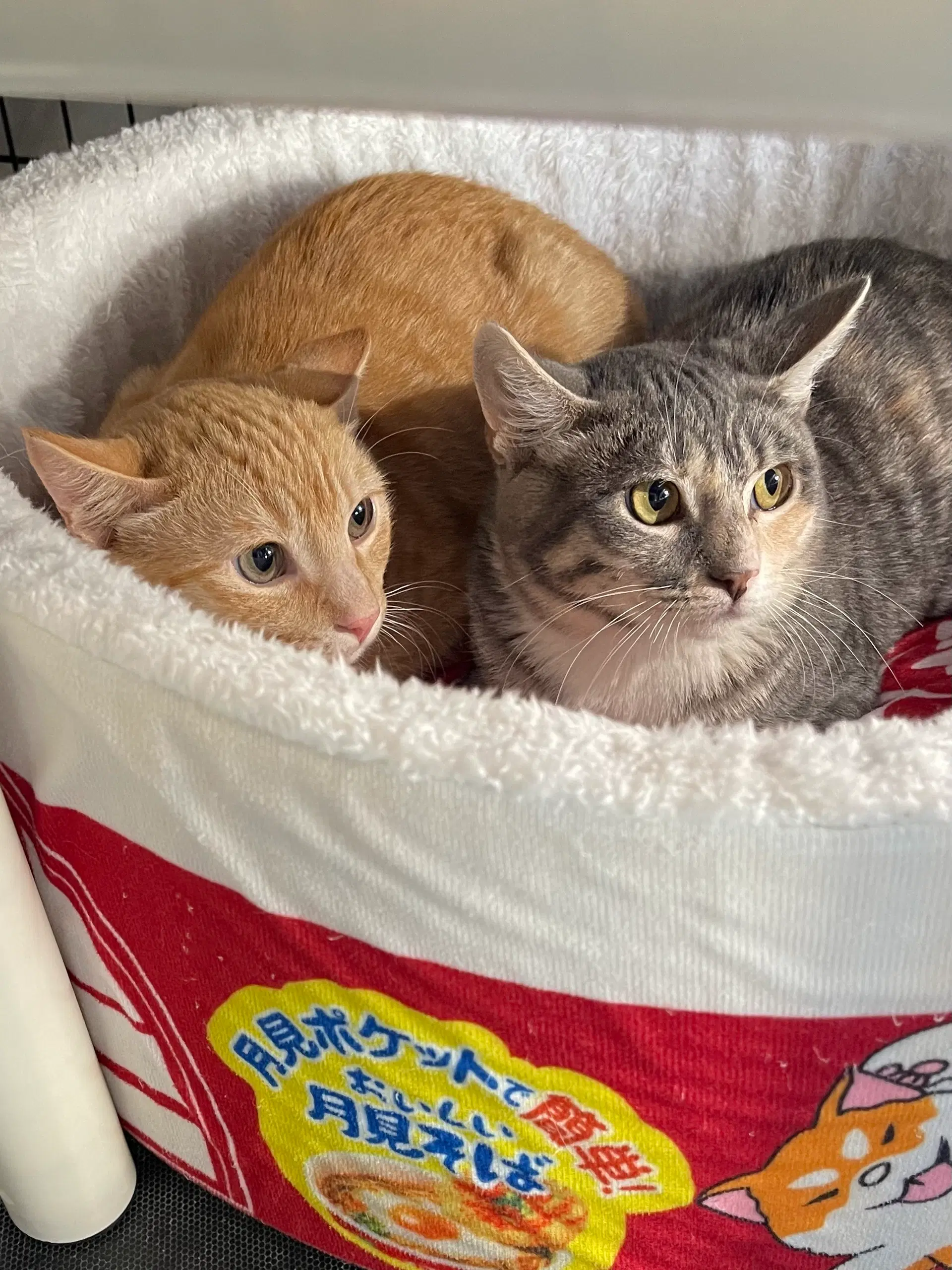 Fergus Needs To Be Adopted With Littermate image 3