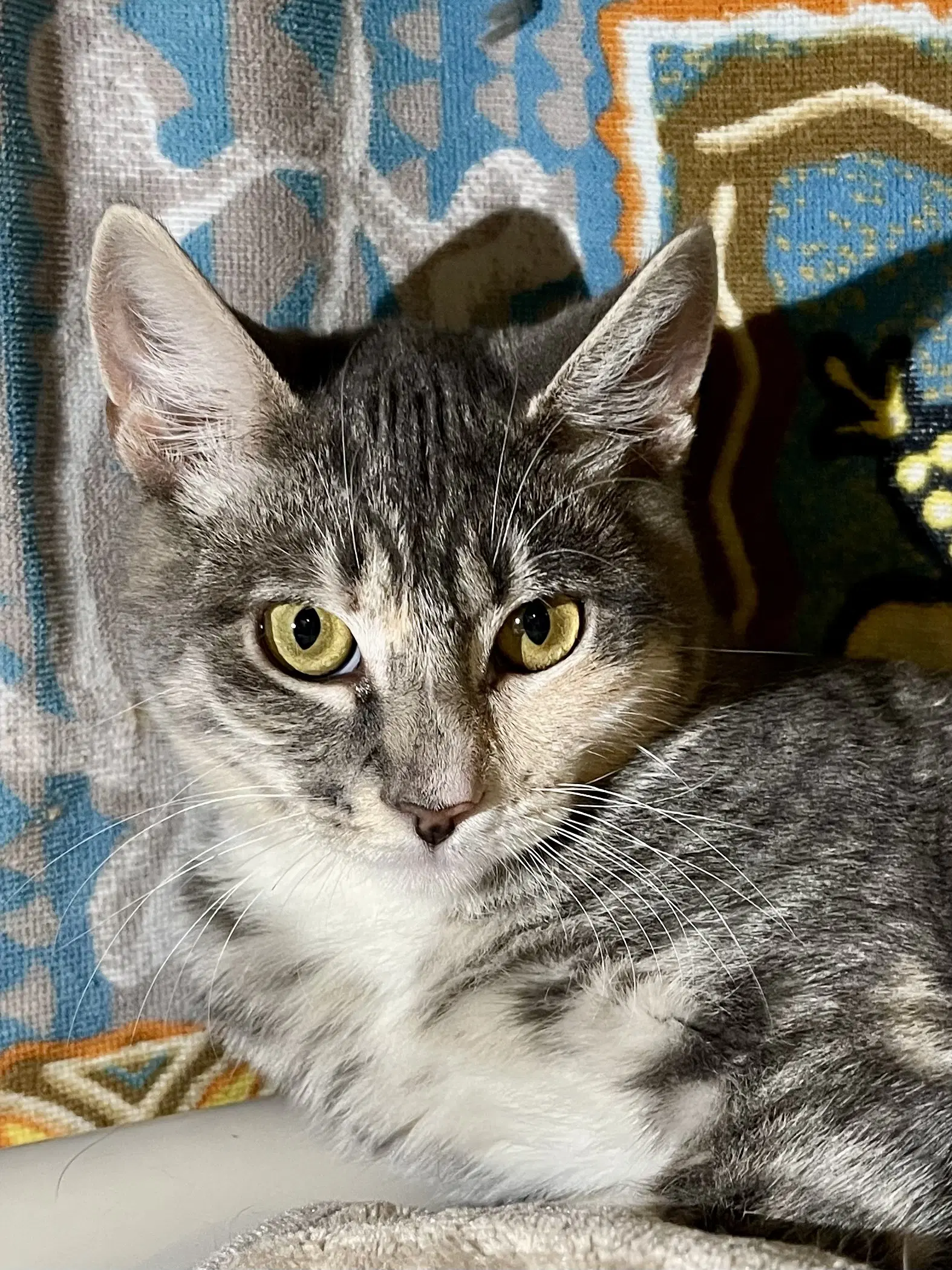 Flora Needs To Be Adopted With Littermate image 2