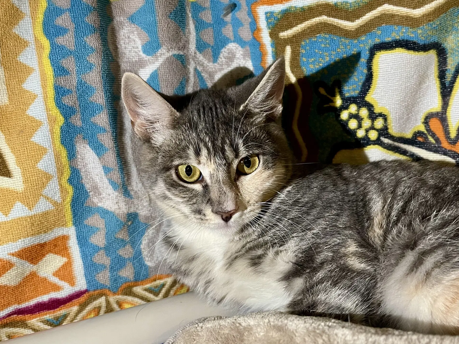Flora Needs To Be Adopted With Littermate - Domestic Short Hair