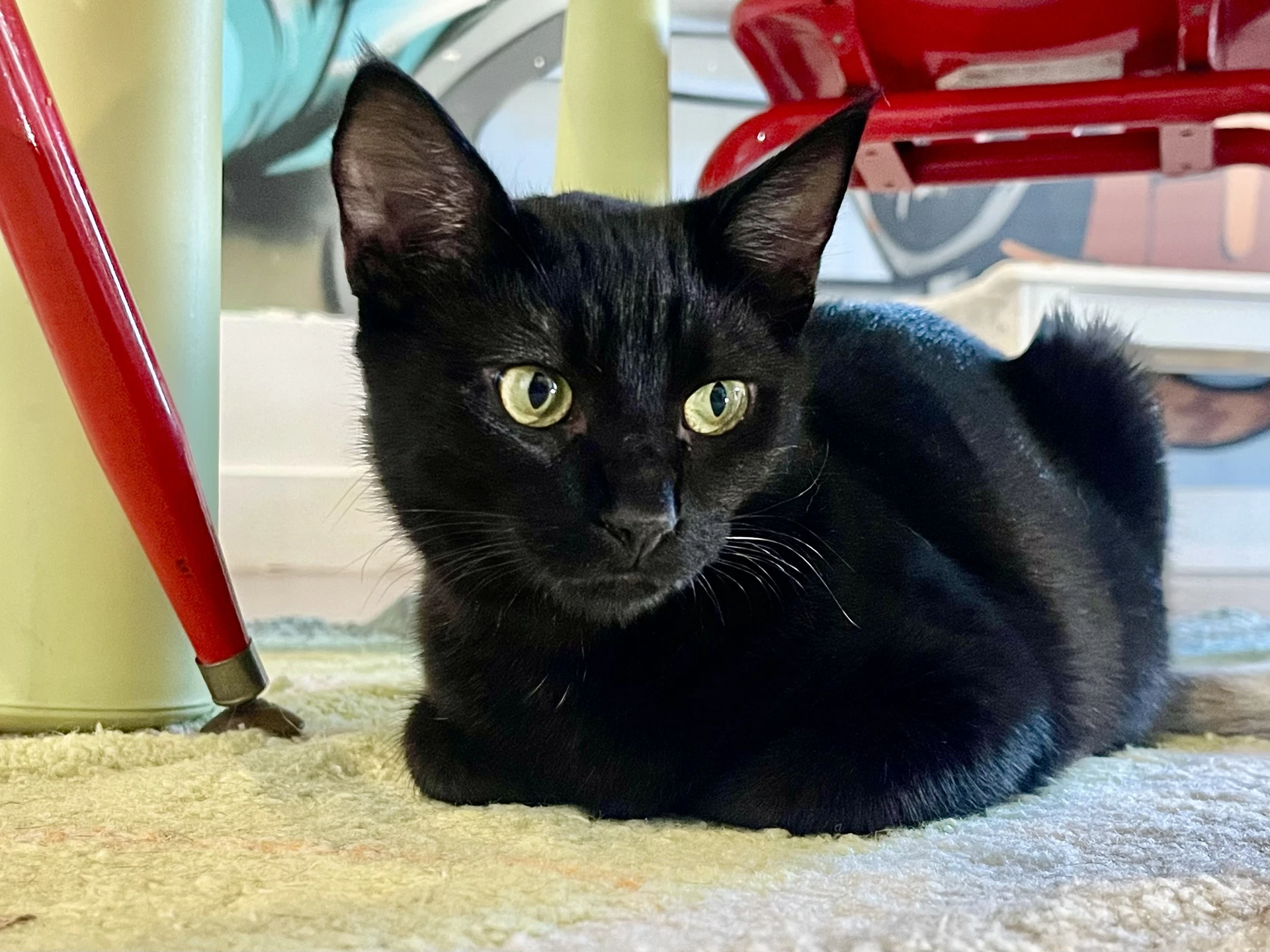 Fable Needs To Be Adopted With Littermate