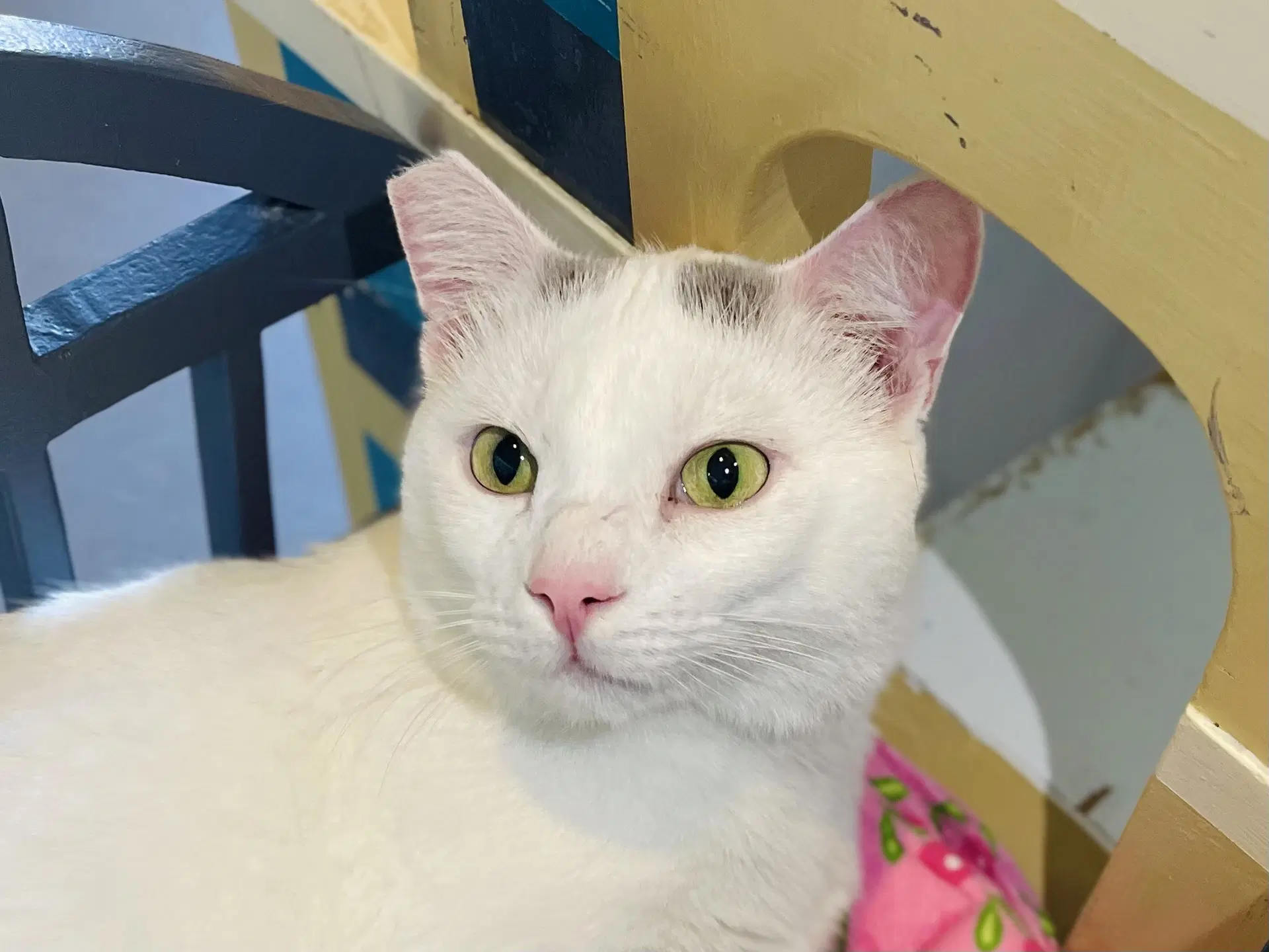 Cirrus Bonded With Nimbus - Domestic Short Hair