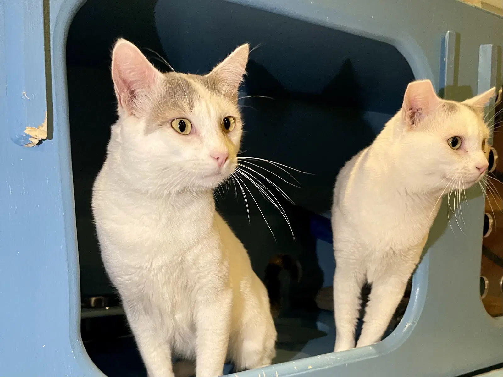 Nimbus Bonded With Cirrus - Domestic Short Hair