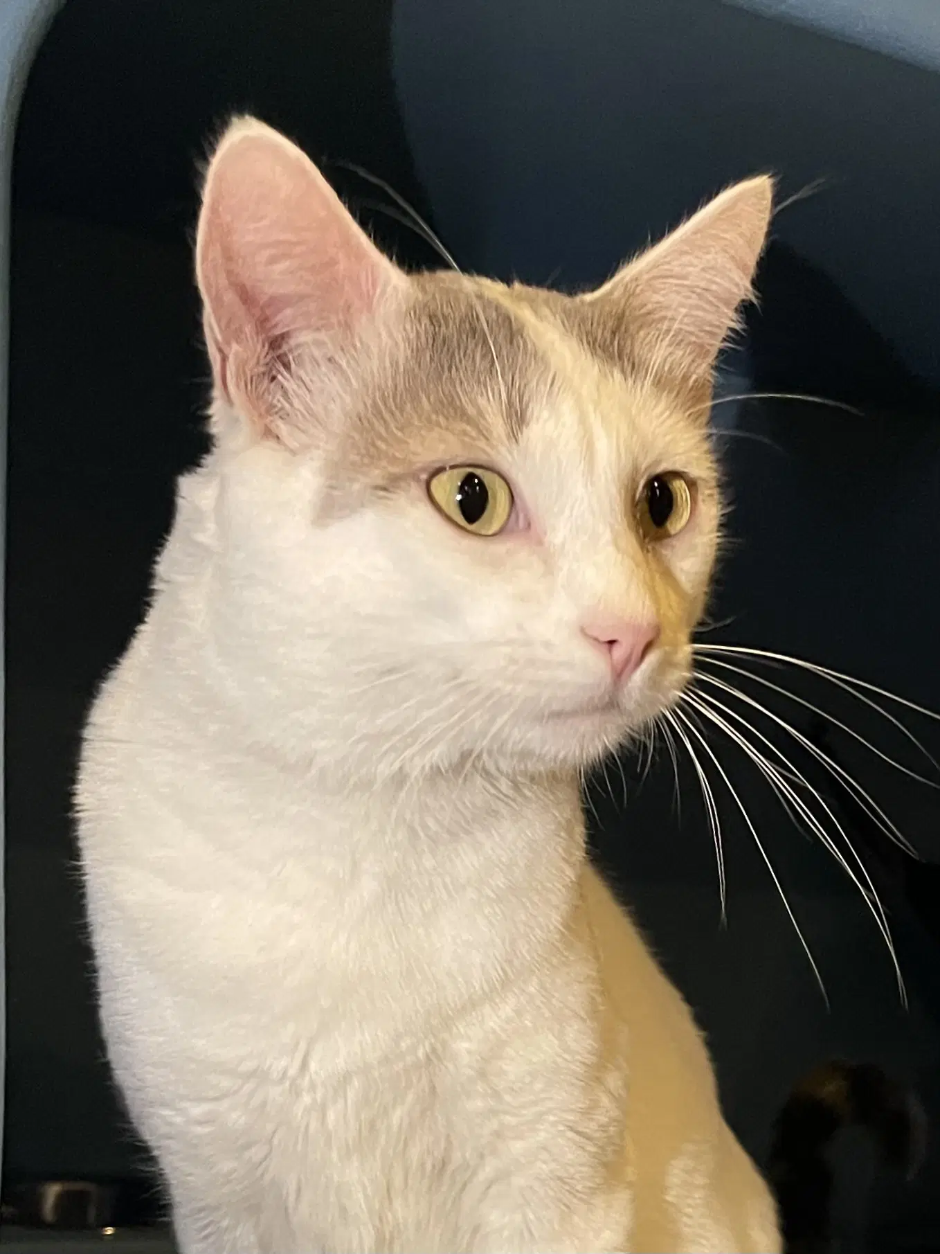 Nimbus Bonded With Cirrus image 2
