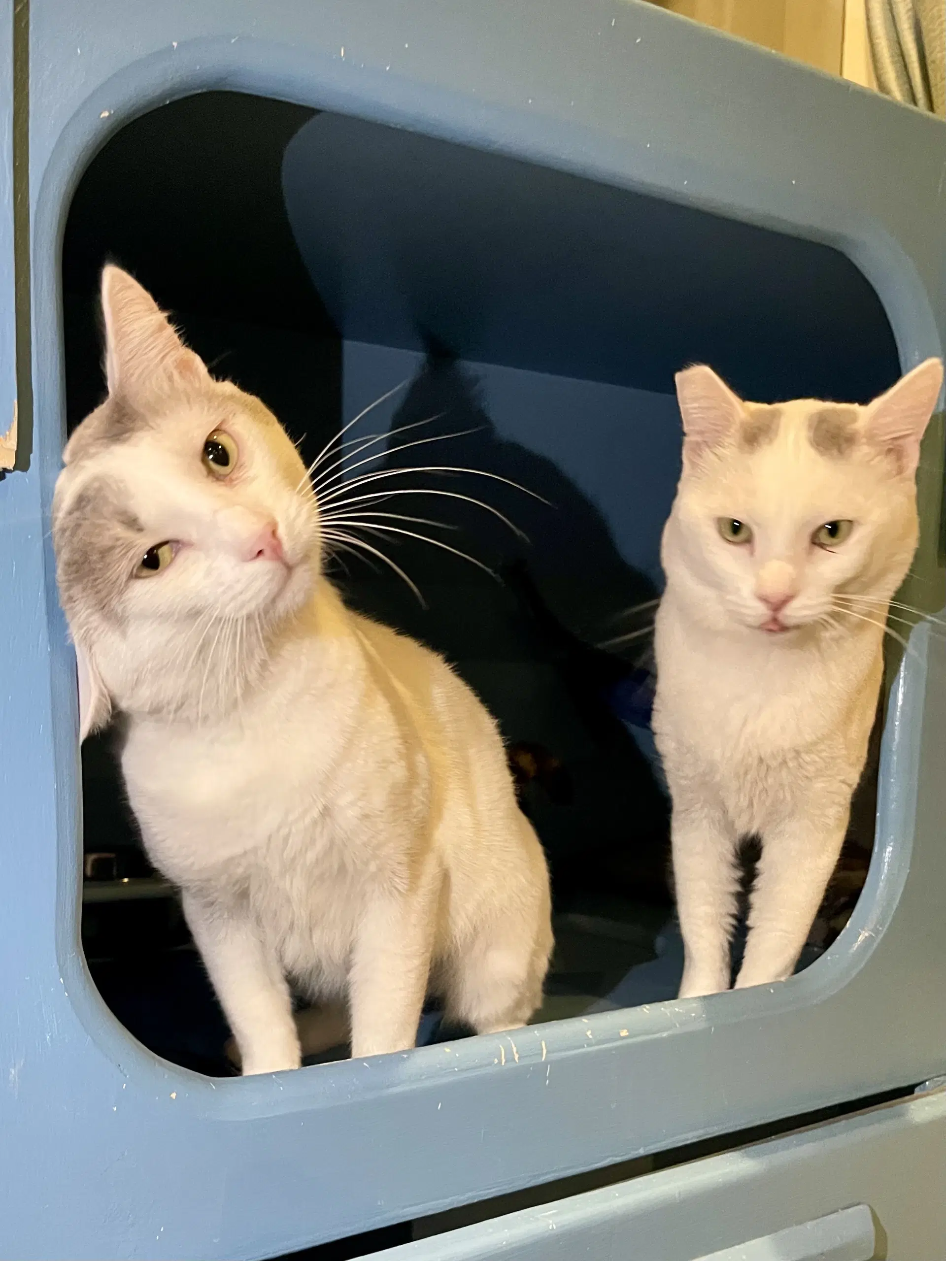 Nimbus Bonded With Cirrus image 3