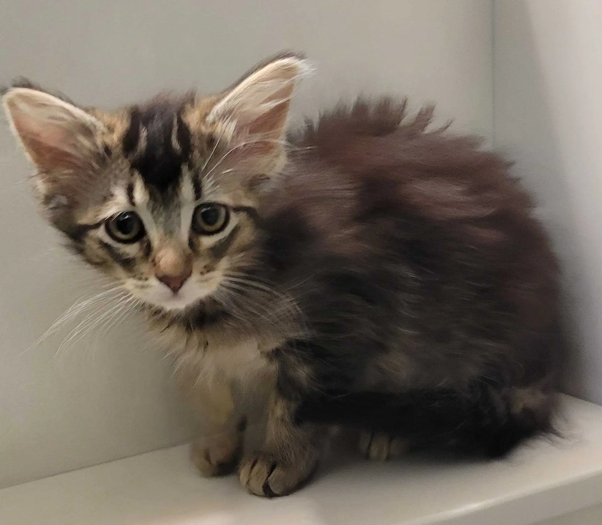 Alanis Needs To Be Adopted With Littermate image 2