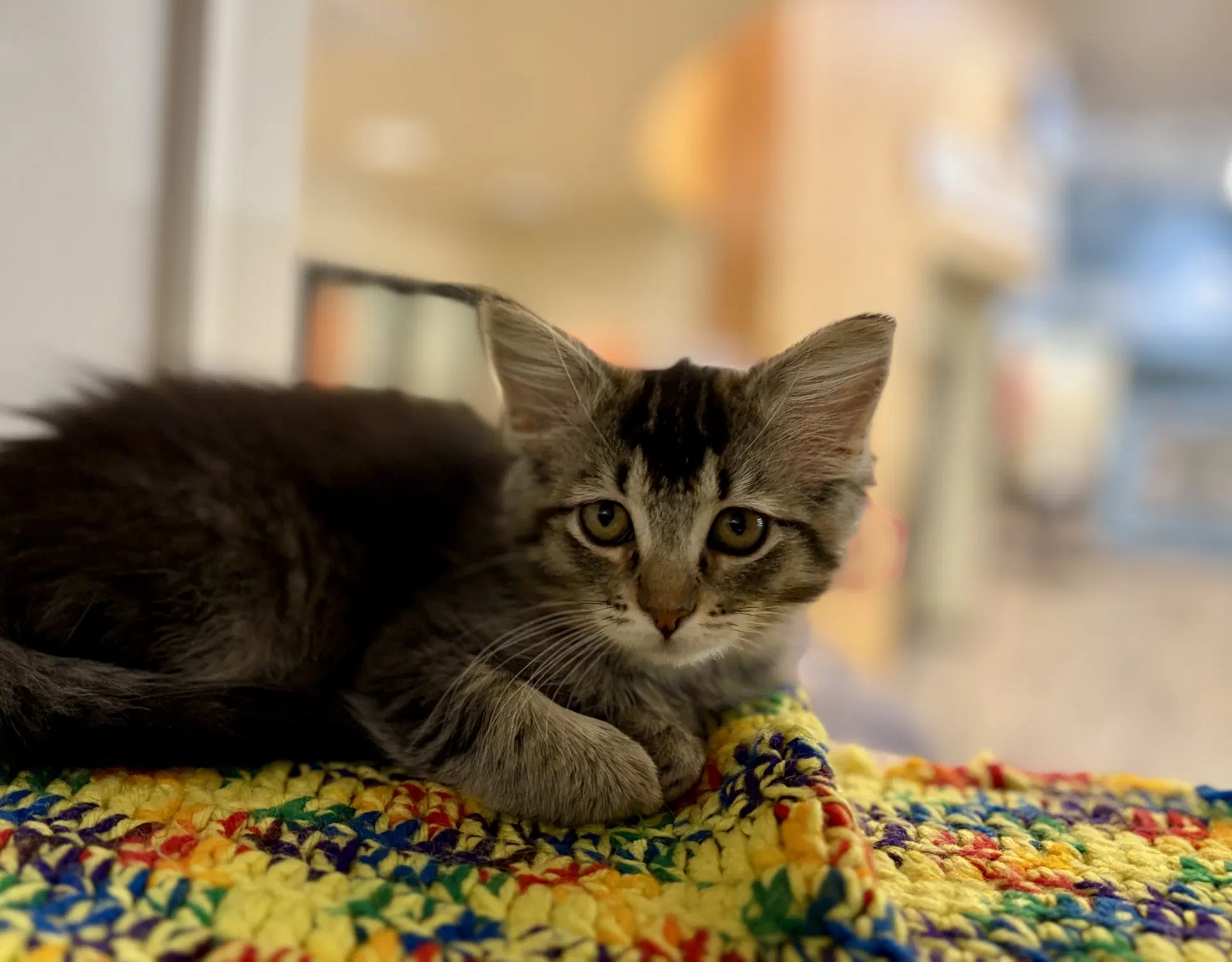 Alanis Needs To Be Adopted With Littermate - Domestic Medium Hair