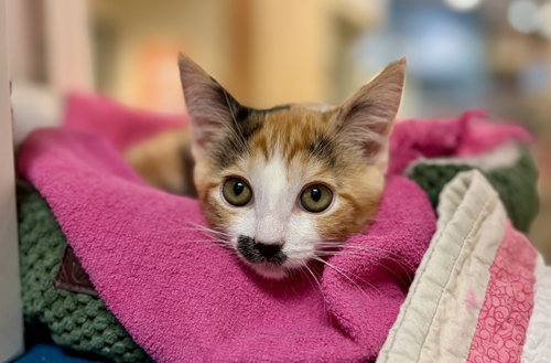 Jewel (Needs kitten friend), Domestic Short Hair / Mixed (short coat)