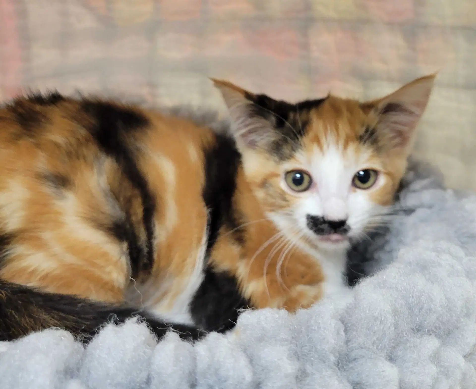 Jewel Needs To Be Adopted With Littermate image 2