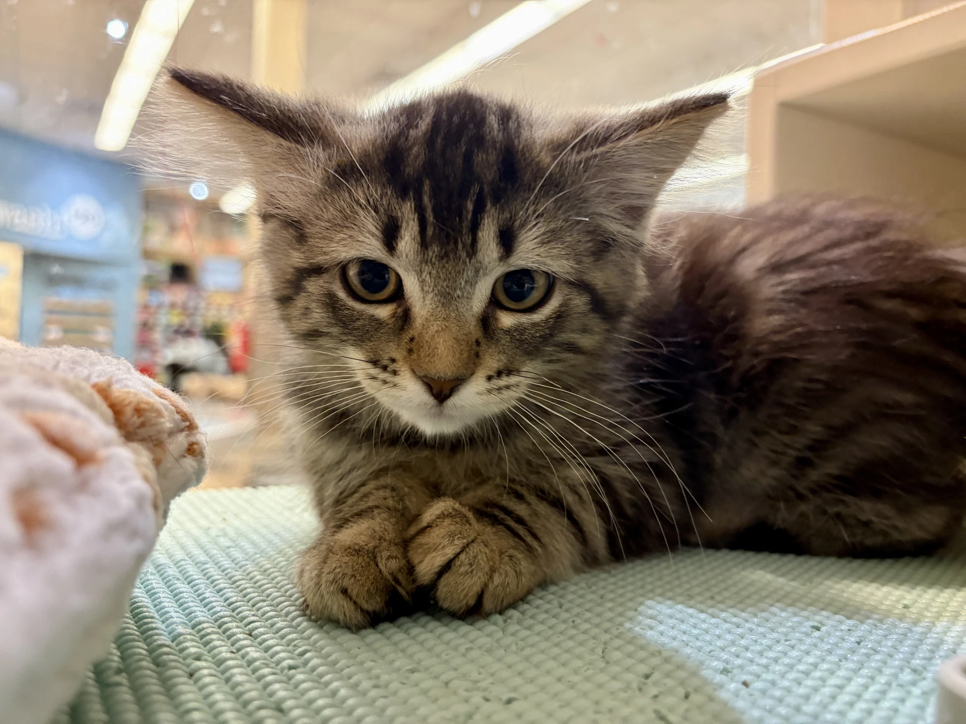 Tori Needs To Be Adopted With Littermate