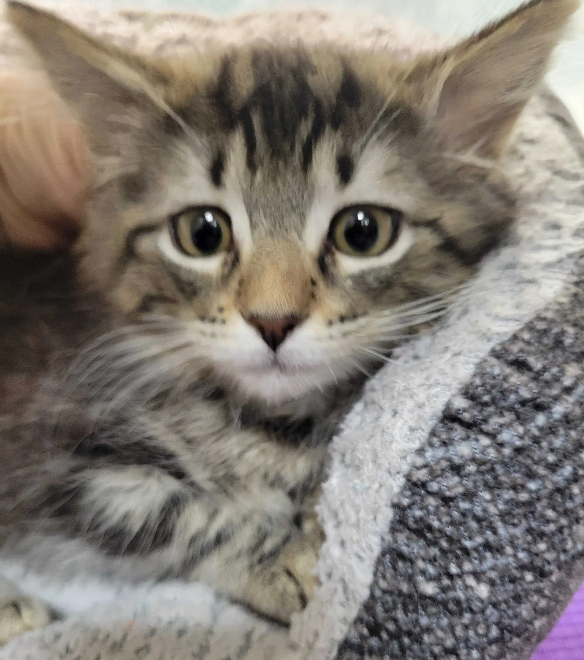 Tori Needs To Be Adopted With Littermate image 2