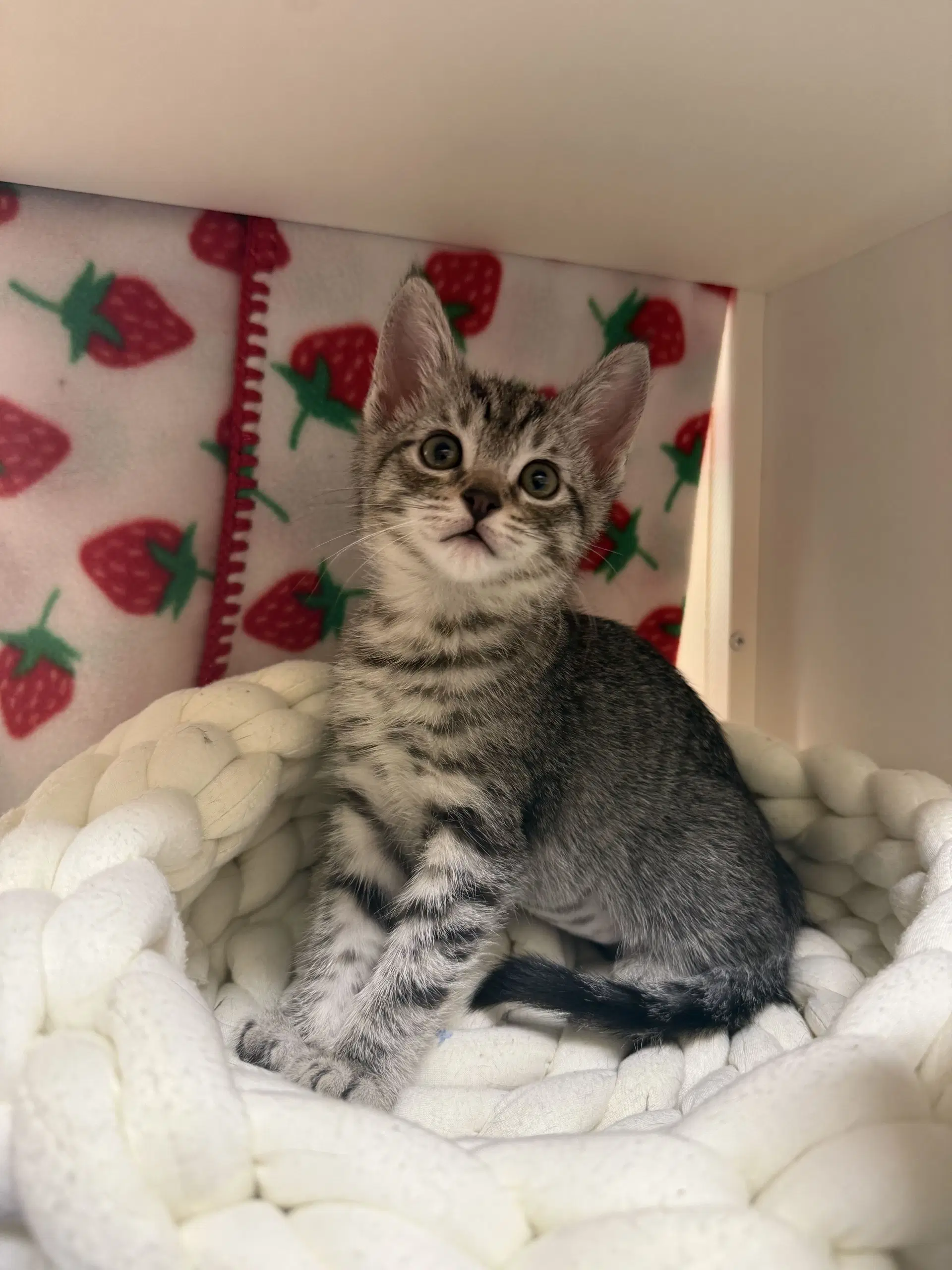 Pearl Bonded With Crystal - Domestic Short Hair