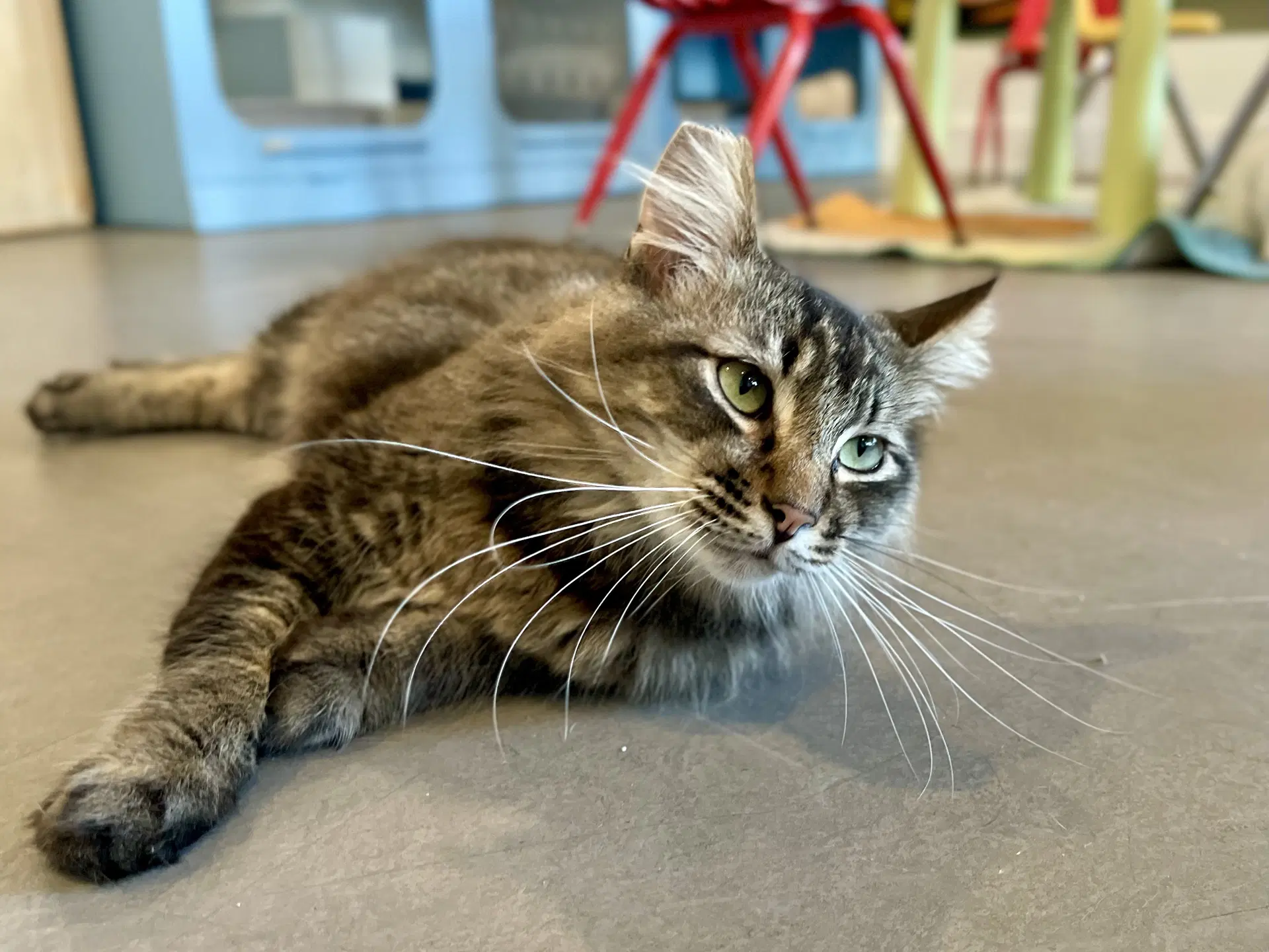 Antonio Needs Cat Buddy - Domestic Medium Hair