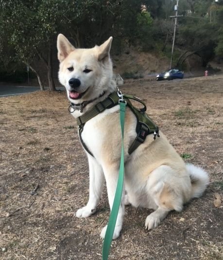 adoptable Dog in Newhall, CA named Hiro (Hiroshima)