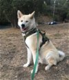 adoptable Dog in newhall, CA named Hiro (Hiroshima)