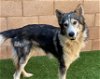 adoptable Dog in newhall, CA named Lakota