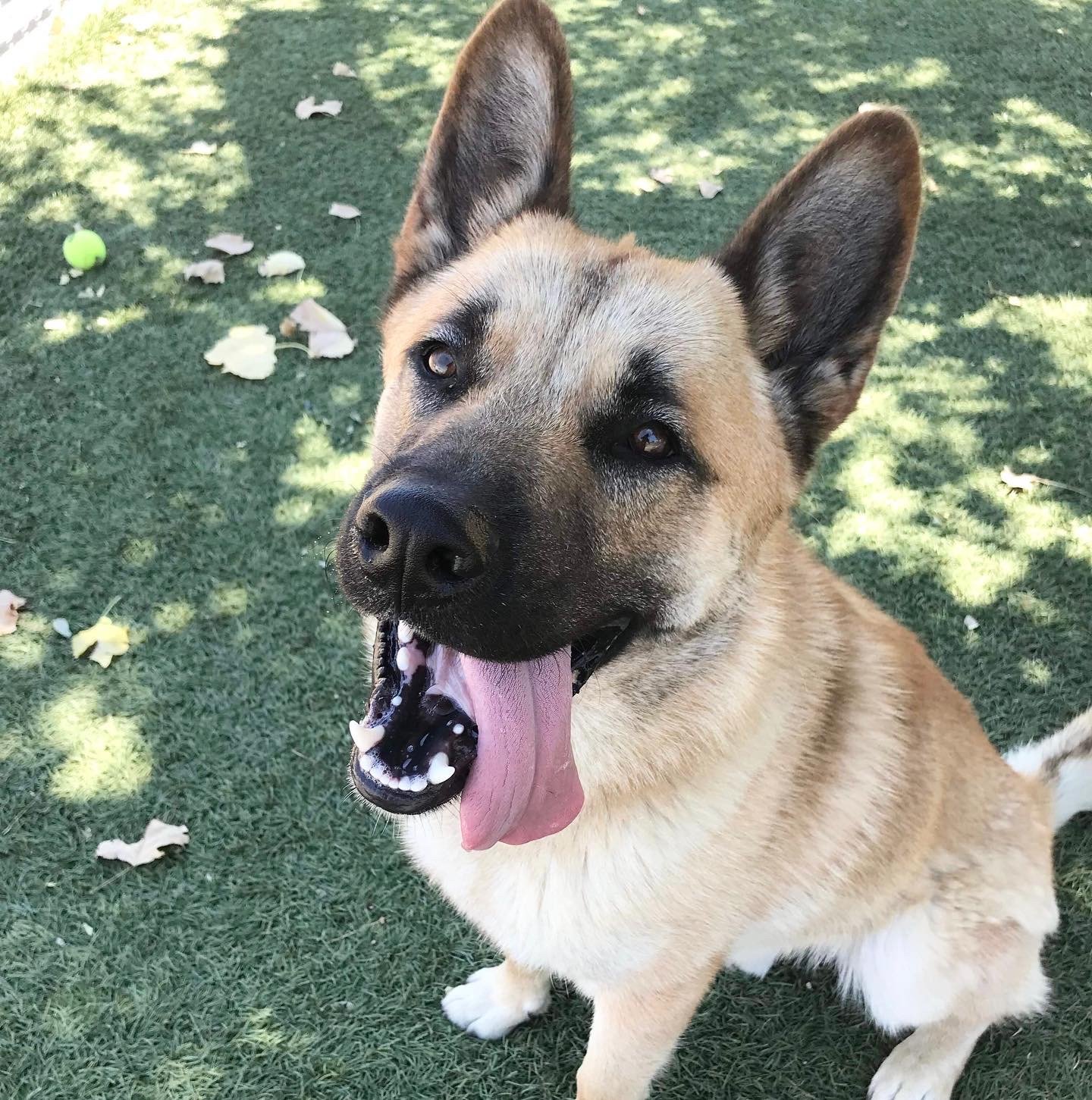 adoptable Dog in Newhall, CA named Sonny