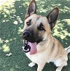 adoptable Dog in newhall, CA named Sonny