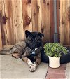 adoptable Dog in newhall, CA named Jaxon "Jax"