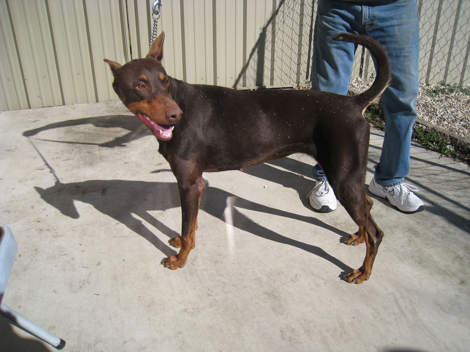 Doberman long hot sale tail