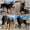 Duke
