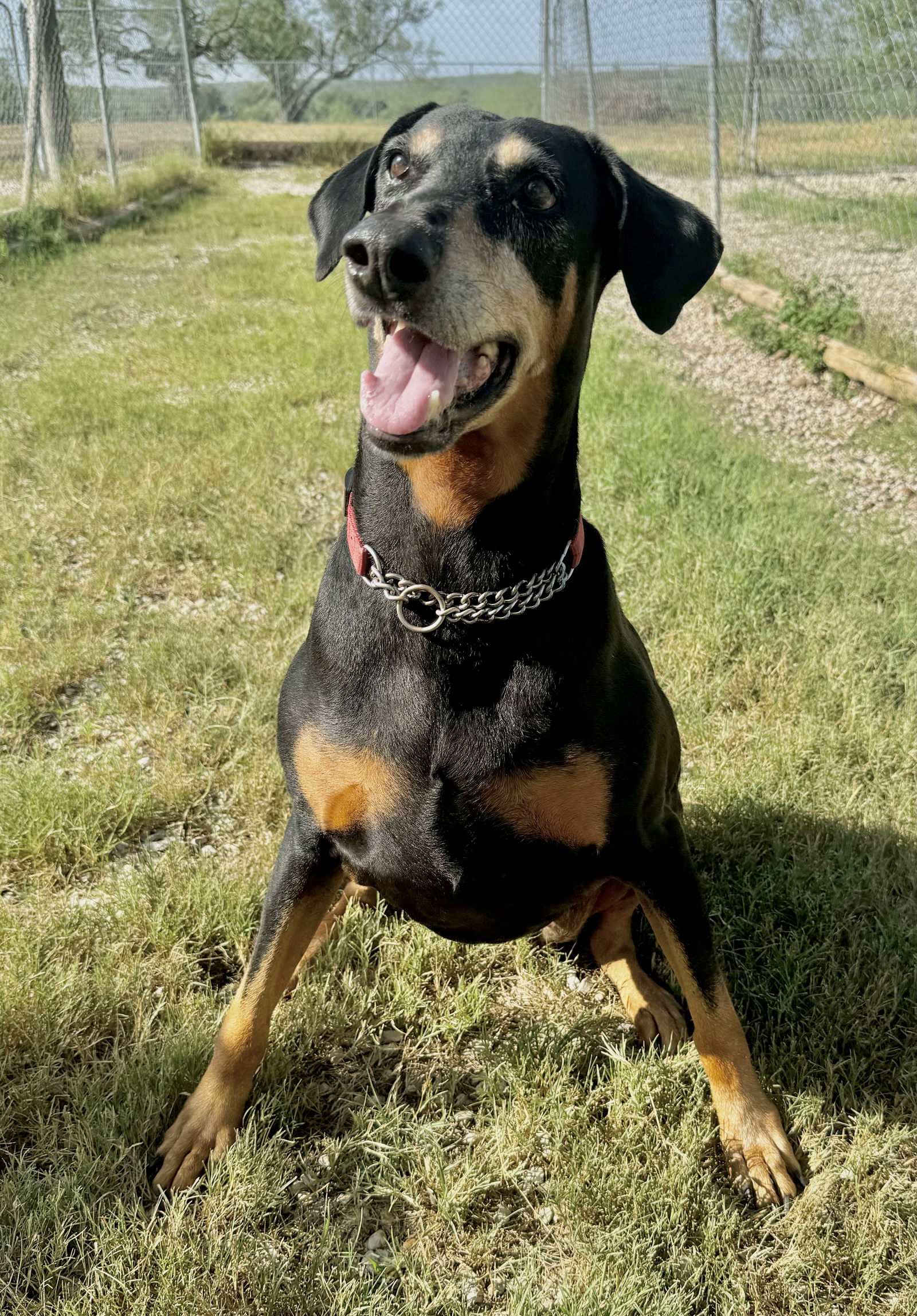 adoptable Dog in Devine, TX named Tilly