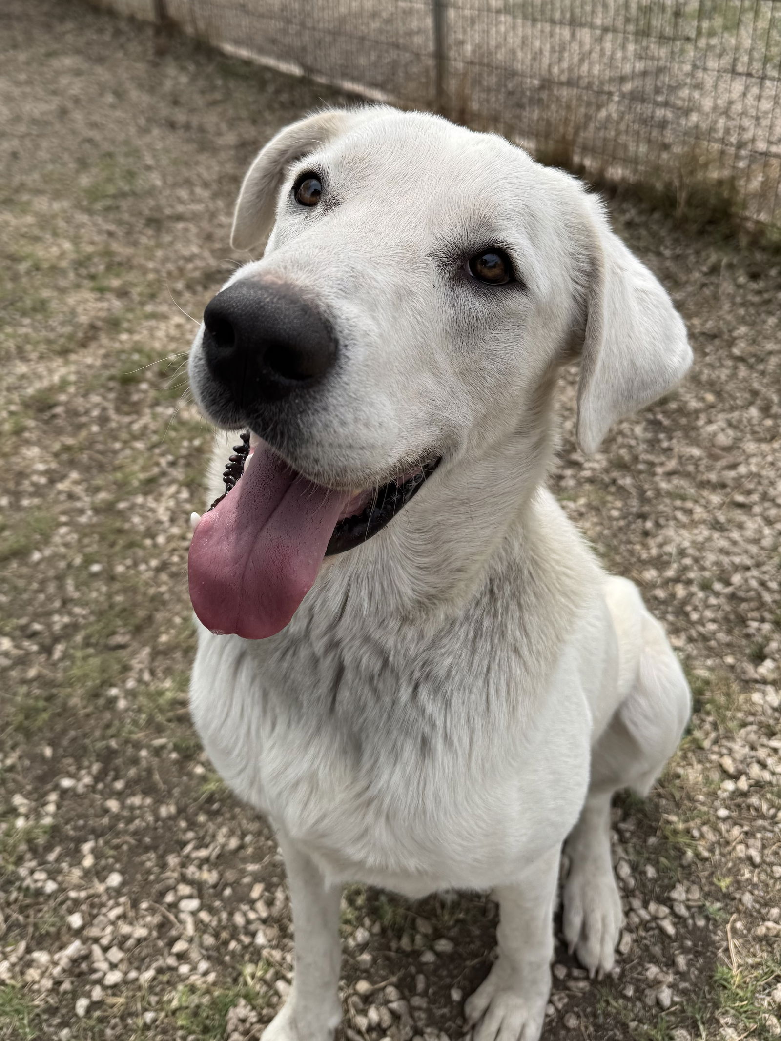adoptable Dog in Devine, TX named George
