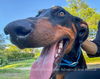 Murphy