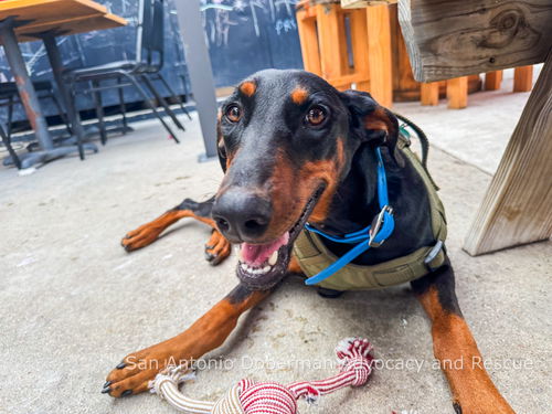 Test Doberman