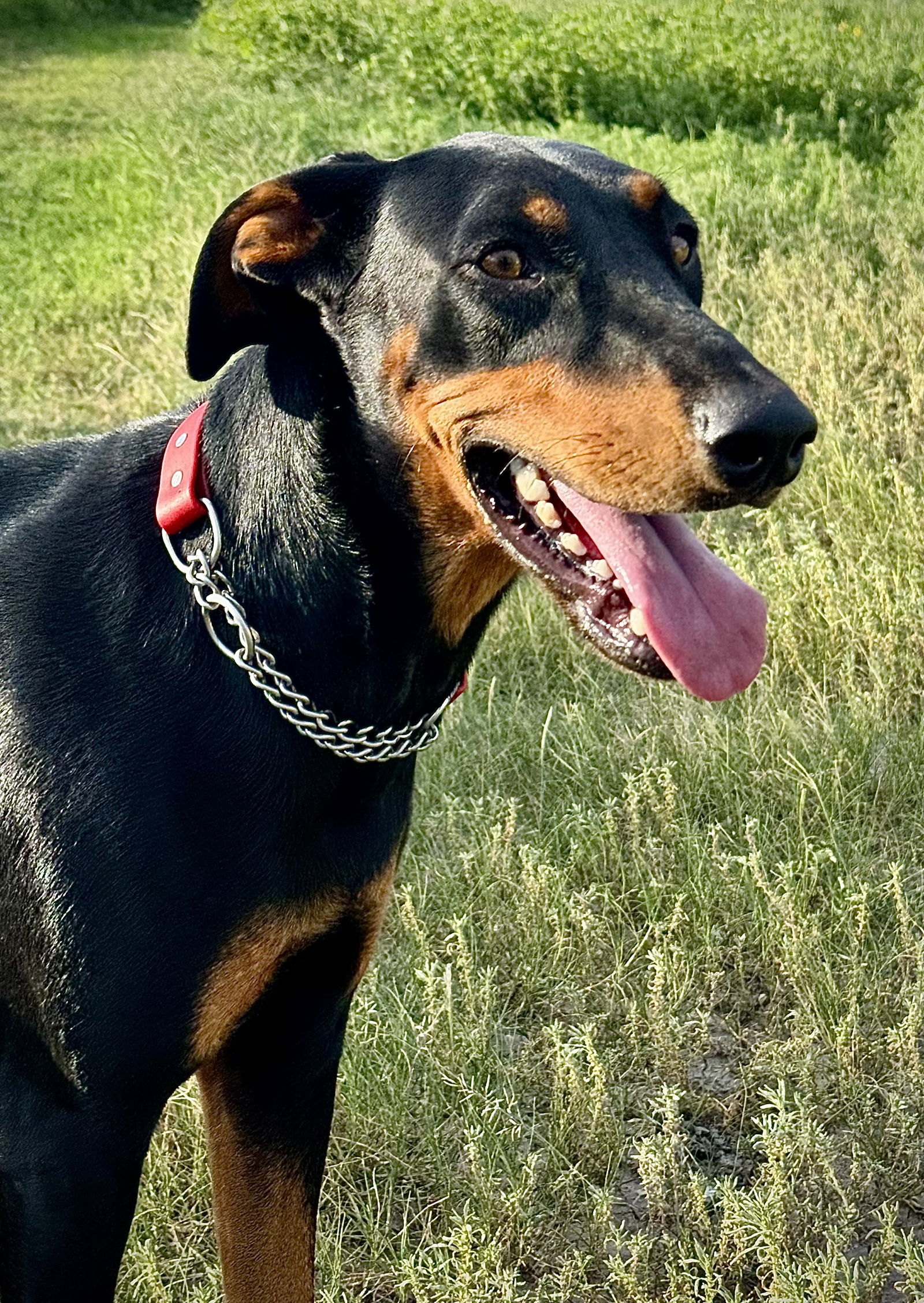 adoptable Dog in Devine, TX named Scarlett