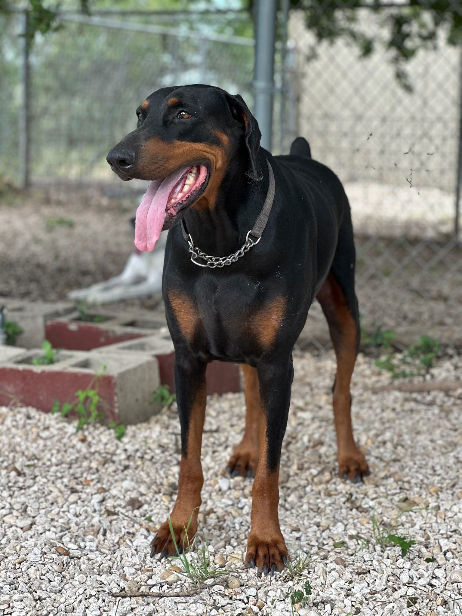 adoptable Dog in Devine, TX named Blade Runner