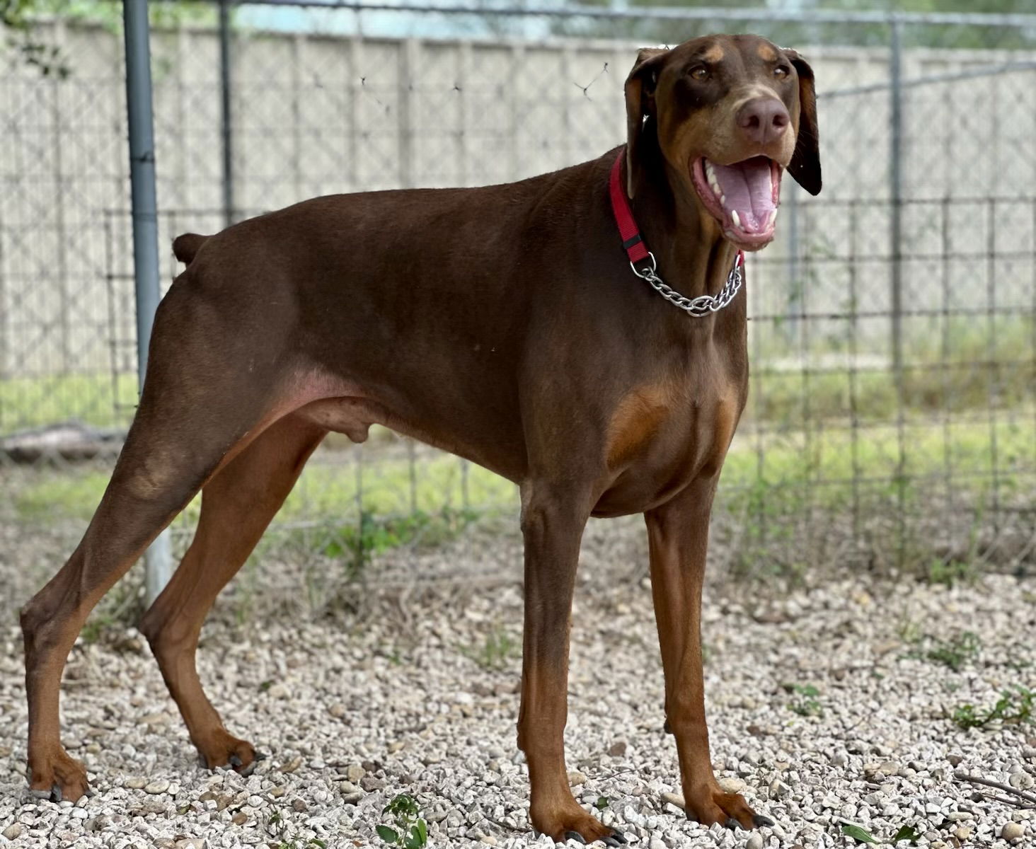 adoptable Dog in Devine, TX named Tomb Raider