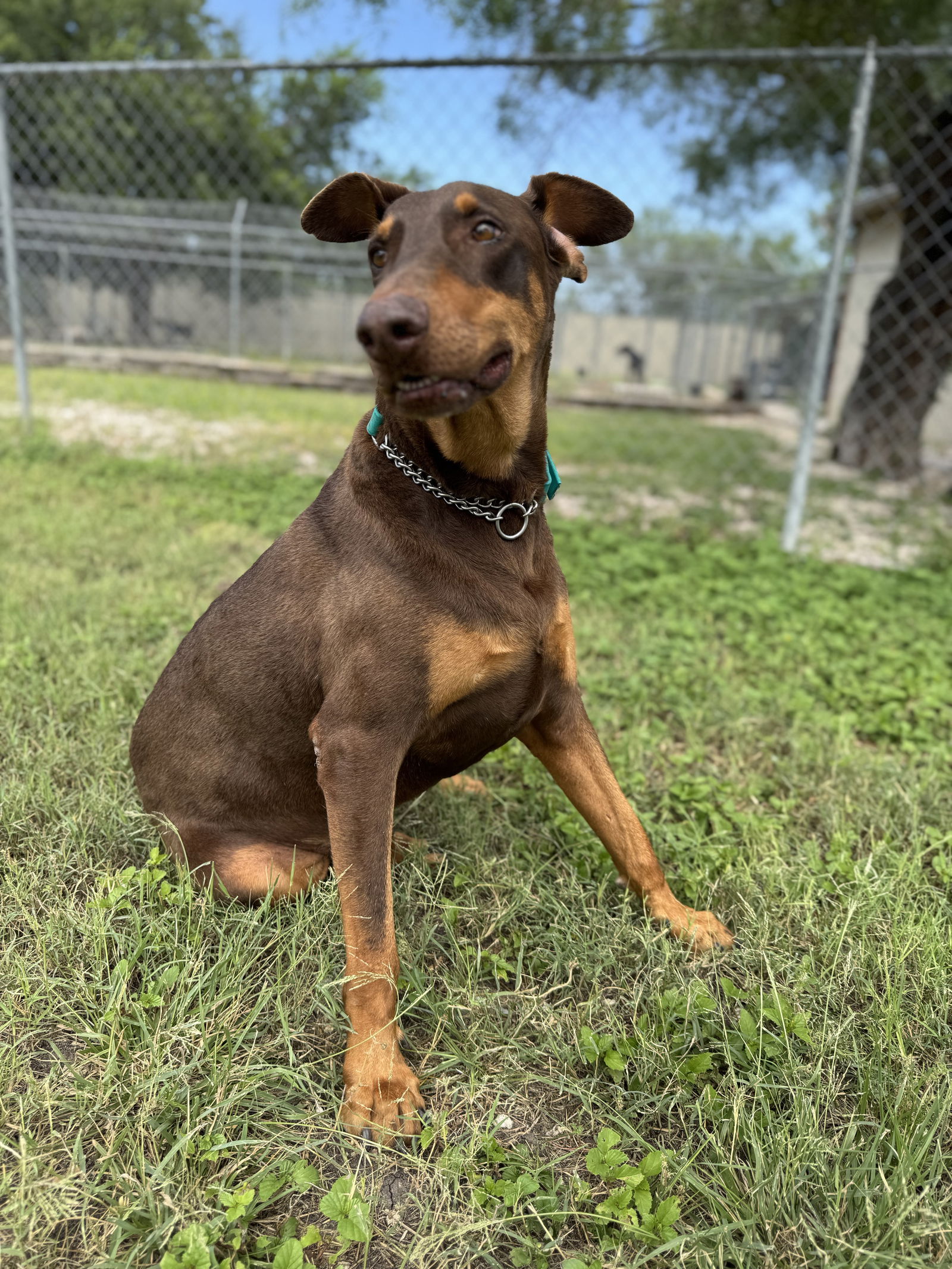 adoptable Dog in Devine, TX named Rebel
