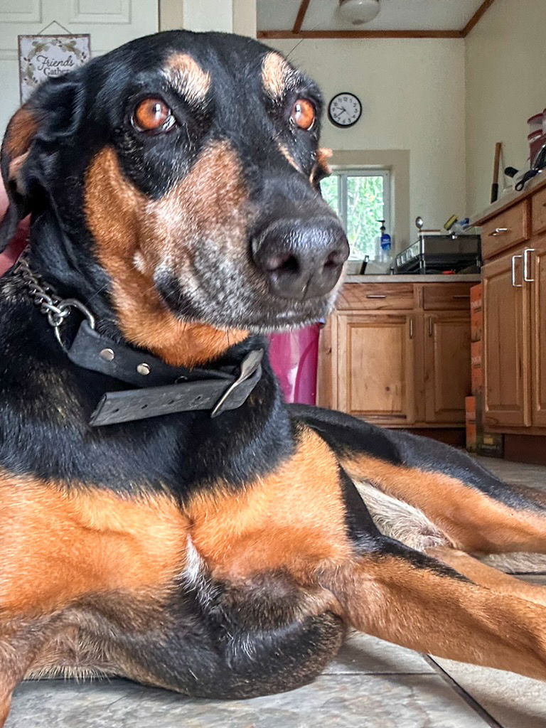 adoptable Dog in Devine, TX named Coco