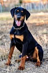 Drako