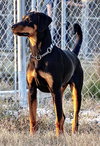 Drako