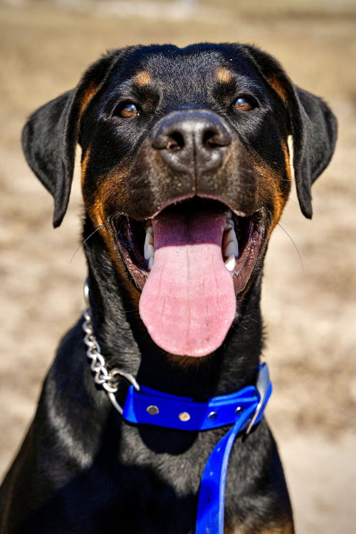 Oakley