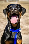 Oakley