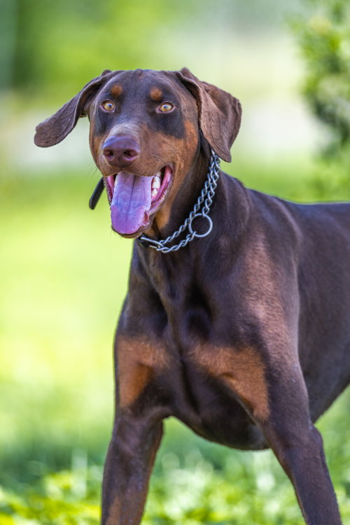 Hank