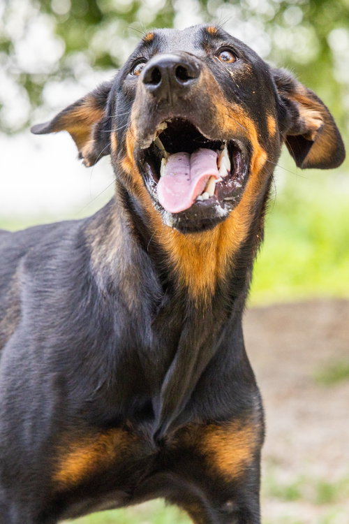 Sergeant Max